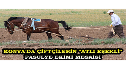 Konya`da Çiftçilerin `Atlı Eşekli` Fasulye Ekimi Mesaisi