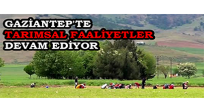 Gaziantep`te Tarımsal Faaliyetler Devam Ediyor