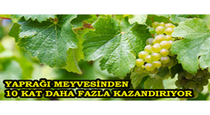 Yaprağı Meyvesinden 10 Kat Daha Fazla Kazandırıyor