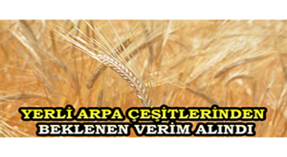 Yerli Arpa Çeşitlerinden Beklenen Verim Alındı