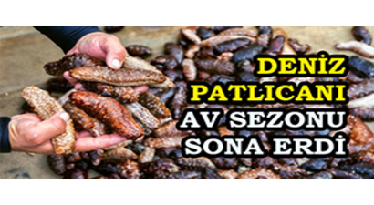 Deniz Patlıcanı Av Sezonu Sona Erdi