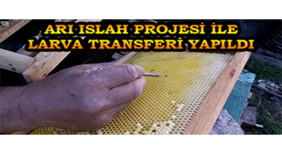 Arı Islah Projesi ile Larva Transferi Yapıldı