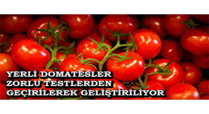 Yerli Domatesler Zorlu Testlerden Geçirilerek Geliştiriliyor