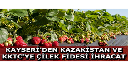 Kayseri`den Kazakistan ve KKTC`ye Çilek Fidesi İhracat