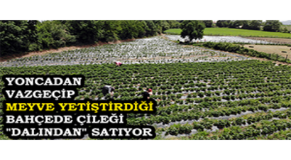 Yoncadan Vazgeçip Meyve Yetiştirdiği Bahçede Çileği `Dalından` Satıyor