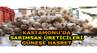 Kastamonu`da Sarımsak Üreticileri Güneşe Hasret