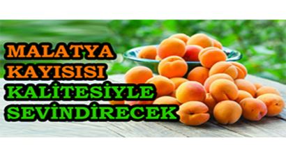 Malatya Kayısısı Kalitesiyle Sevindirecek