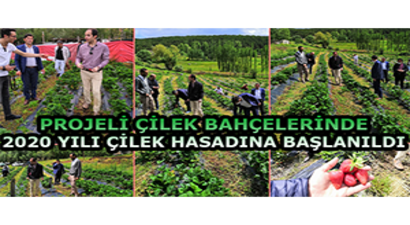 Projeli Çilek Bahçelerinde 2020 Yılı Çilek Hasadına Başlanıldı