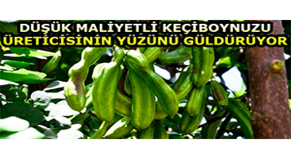 Düşük Maliyetli Keçiboynuzu, Üreticisinin Yüzünü Güldürüyor