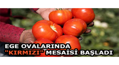 Ege Ovalarında `Kırmızı` Mesaisi Başladı