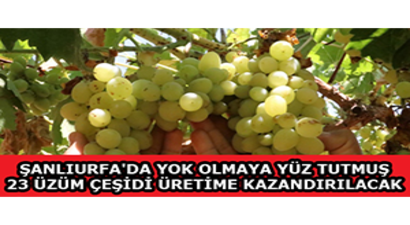 Şanlıurfa`da Yok Olmaya Yüz Tutmuş 23 Üzüm Çeşidi Üretime Kazandırılacak
