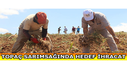 Topaç Sarımsağında Hedef İhracat