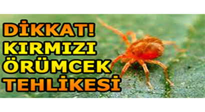 Dikkat! Kırmızı Örümcek Tehlikesi