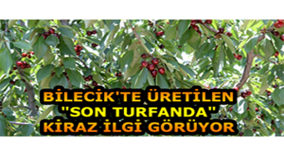 Bilecik`te Üretilen `Son Turfanda` Kiraz İlgi Görüyor