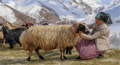 KAYBETTİĞİ SÜRÜSÜNÜ YENİDEN KAZANDI!