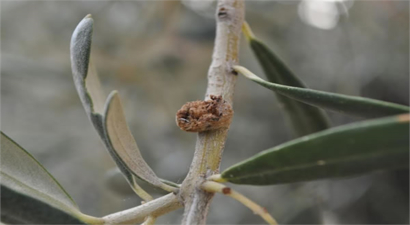 Zeytin Dal Kanseri Hastalığı