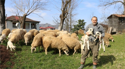 Ordu`da Koyun Yetiştiriciliği Geliştiriliyor