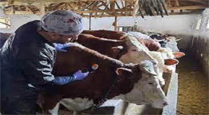 150 Bin Büyükbaş Hayvana Şap Aşısı Yapıldı