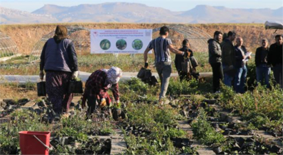 Mardin`de Toprakla Buluşturulacak 1 Milyon Fidan Üreticilere Dağıtılıyor
