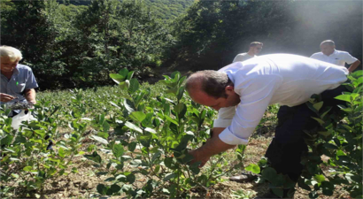 Süper Meyvede İlk Hasat