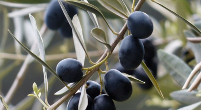 Araştırmacılar, Genetik Erozyonu Tersine Çevirmek ve Dirençli Zeytin Çeşitleri Yetiştirmek İçin Çalışıyor