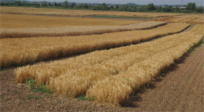 TİGEM İşletmeleri Hububat Hasadında Rekor Kırdı