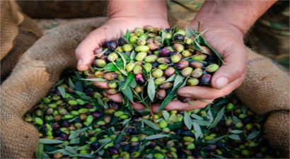 Tarımda Gerilim: Zeytin Üreticilerinin Kaygılı Bekleyişi