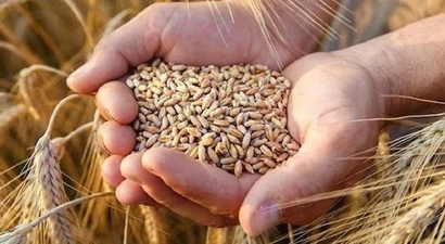 Kasım Yağışları Tarım Ürünlerine İyi Geldi