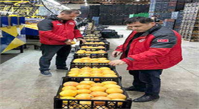 Muğla Portakalları, Ukrayna ve Polonya Pazarına Yola Çıktı