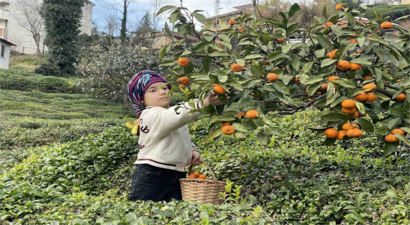 Rizeli Çiftçiler, Yazın Çay, Kışın Mandalina İle Yüksek Verim Elde Ediyorlar