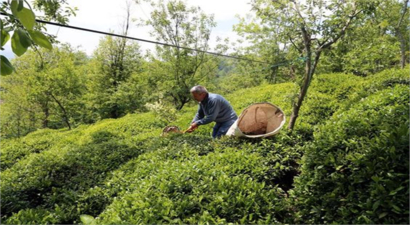 Çay Desteklemeleri Ödeniyor!