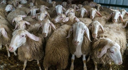 Aydın`da 12 Milyon TL`lik Anaç Koyun Keçi Destekleme Ödemeleri Yapılacak