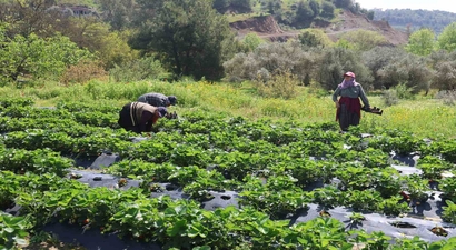 Hatay’da çilek hasadı başladı