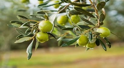 Zeytin yetiştiriciliği kuzeye doğru kayarken, bilim insanları çevresel geri besleme döngüsünün derinleştiğini görüyor.