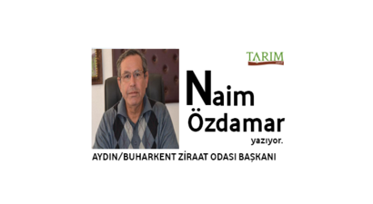 2016 Kuru İncir Sezonu Açılırken