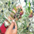 Manisa`da Sofralık Zeytin Hasadı Başladı