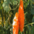 Meyve Deposu İlçeye Alternatif Ürün: `Kudret Narı`