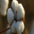 Pamukta Prim Beklentisi 75 Kuruş