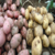 Kars`ta Patates Hasadı Başladı