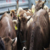 Kayıp 15 Büyükbaş Hayvanı Jandarma Buldu