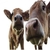 Adıyaman`da Şap Karantinası