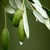 Ezine`de Çiftçilere Zeytin Eğitimi