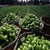 Çiftçi Biber Üretimini Bırakıyor