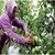 Bursa`da armut zamanı