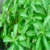 Stevia Bitkisi Gelecekte Şekerin Yerini Alacak
