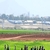 İncirlik`in Çevresinde Fıstık Hasadı