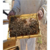 Beğendik`te 12 Ton Bal Bekleniyor