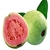 `Guava` Kansere Karşı Koruyor