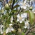 Bodrum`da, Armut ve Erik Ağaçları Sonbaharda Çiçek Açtı