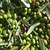 Edincik Zeytin Üreticisi Bu Yıl Umduğunu Bulamadı